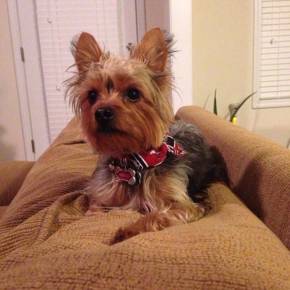 Meet your Posher, Annette